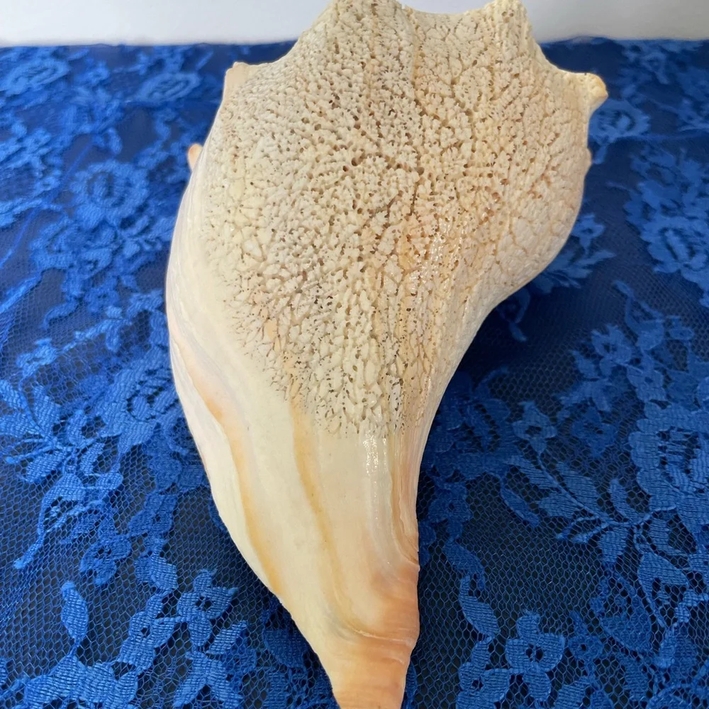 Conch Beach Shell - Picture 8 of 10